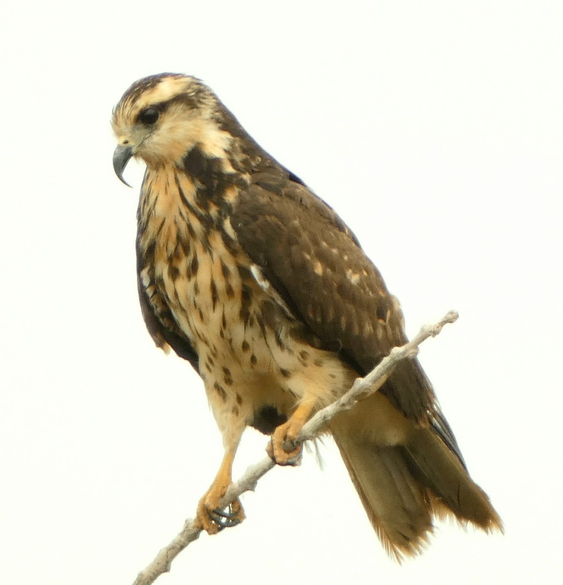 Salyangoz Çaylağı - ML430173231