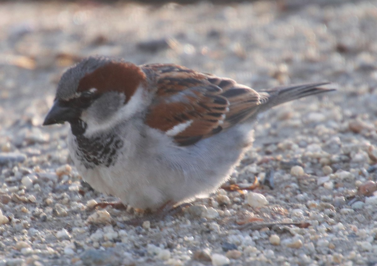 House Sparrow - Barry Spolter