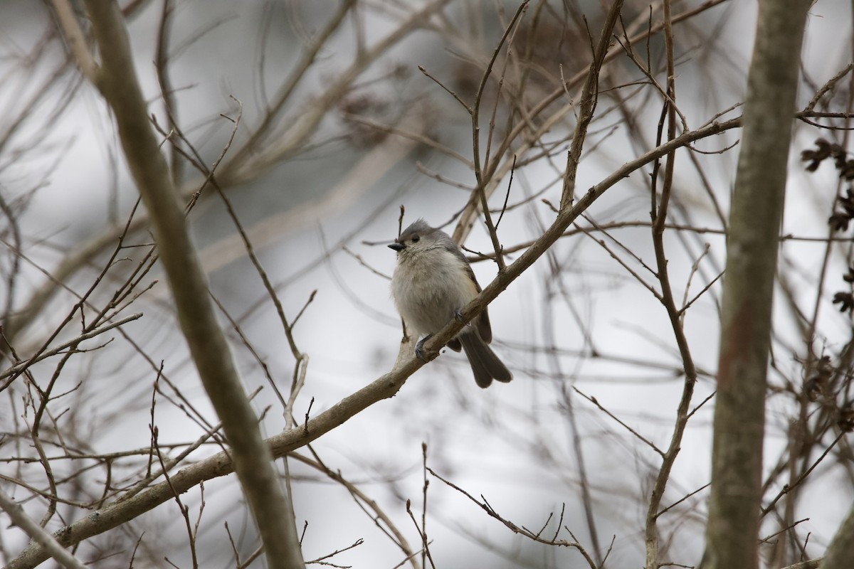 Tufted Titmouse - ML430176491