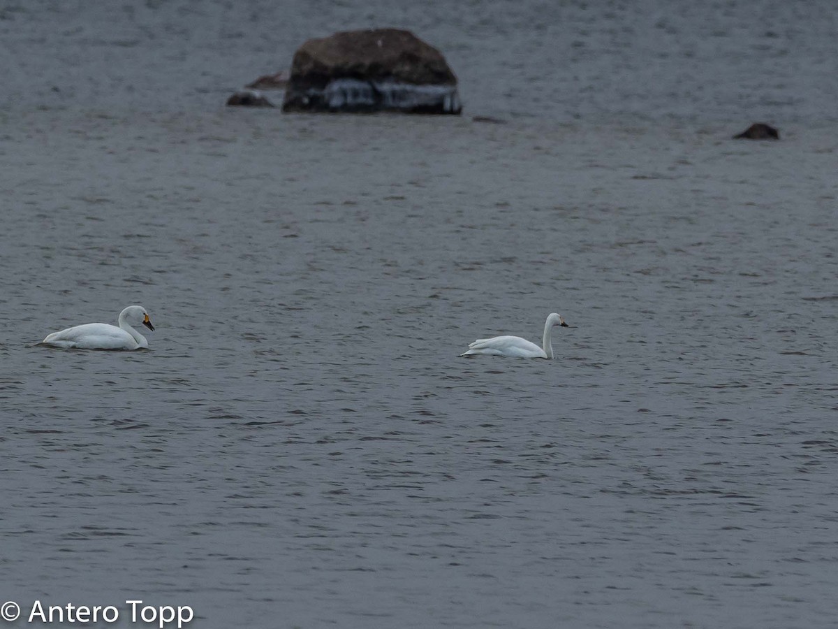 Tundra Swan - Antero Topp