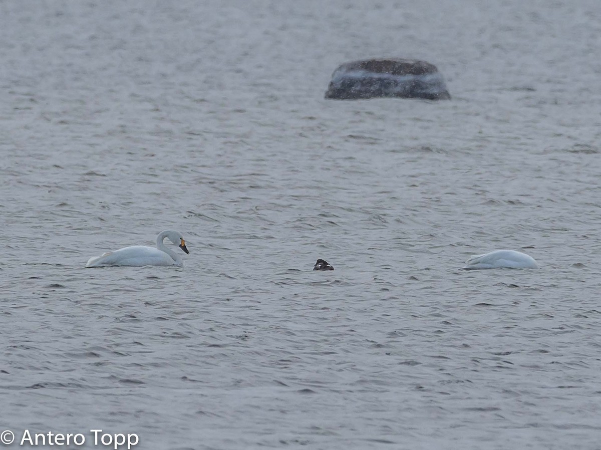 Tundra Swan - Antero Topp