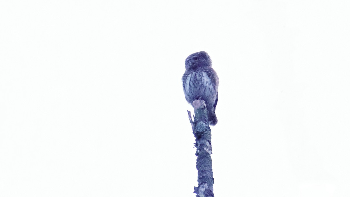 Eurasian Pygmy-Owl - ML430177331