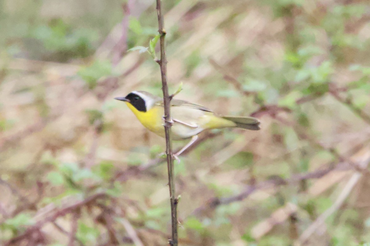 Common Yellowthroat - ML430177931