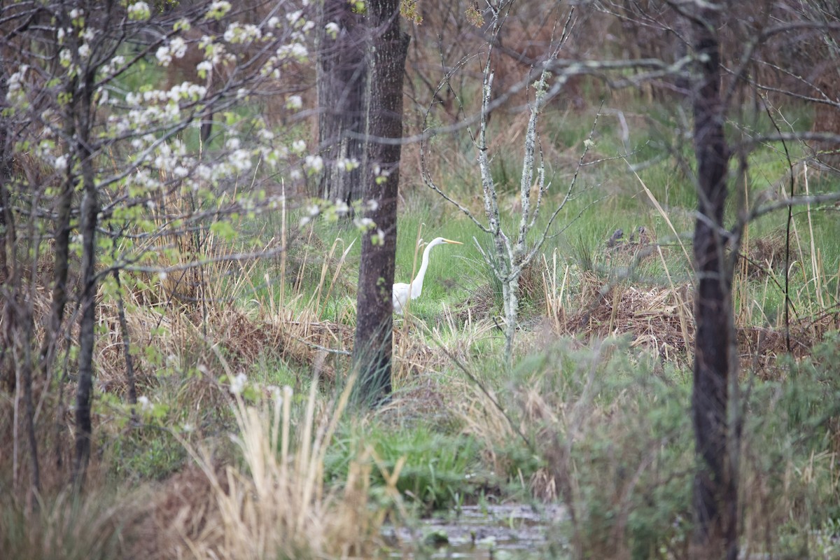 Great Egret - ML430177941