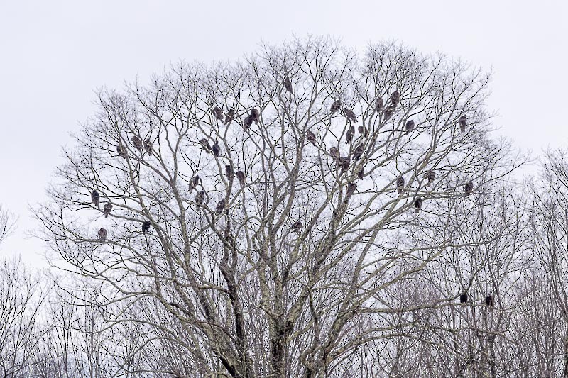 Turkey Vulture - ML430179811
