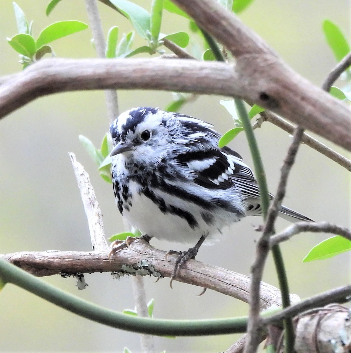 Black-and-white Warbler - ML430180671