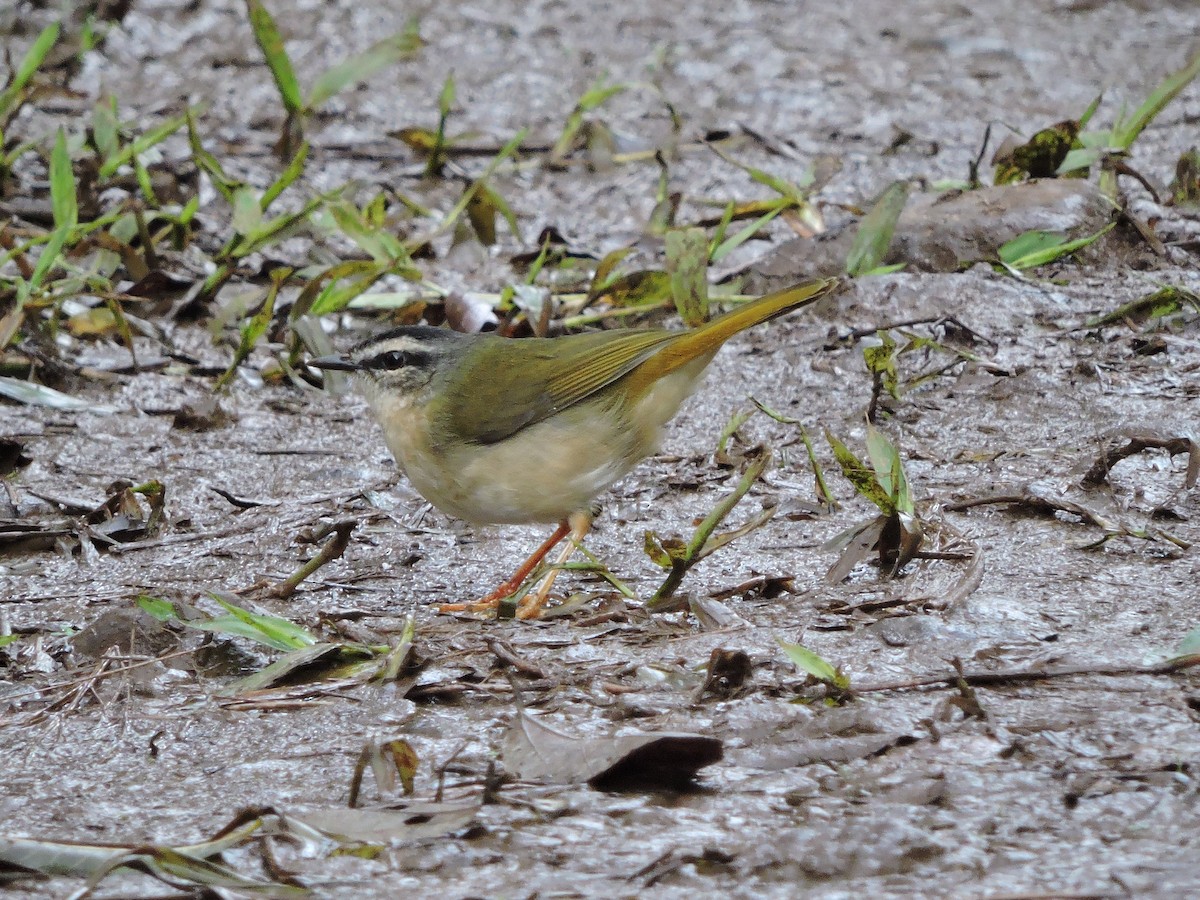 Riverbank Warbler - Carlos Cabrera