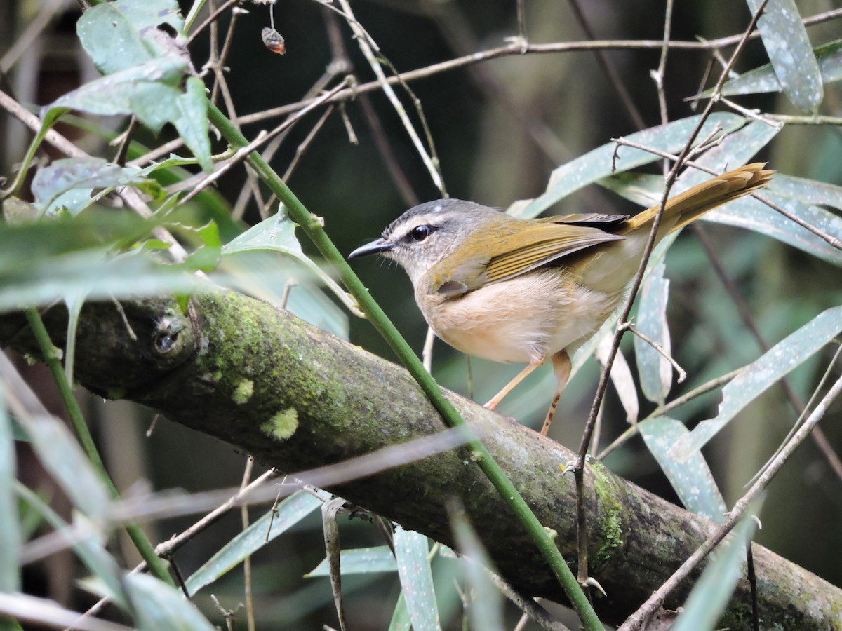 Riverbank Warbler - Carlos Cabrera