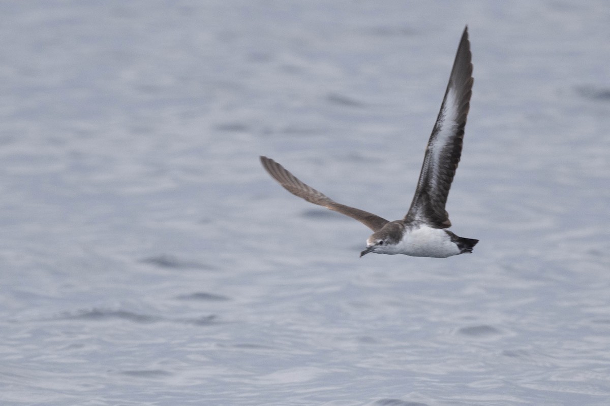 Persian Shearwater - ML430182121