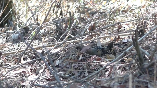 Rusty Sparrow - ML430182541