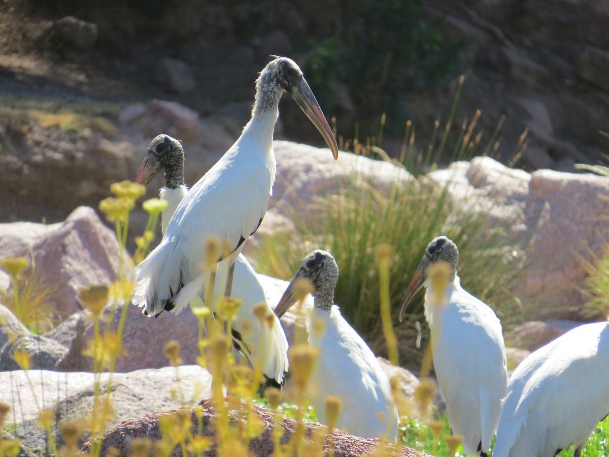 Wood Stork - ML430184541