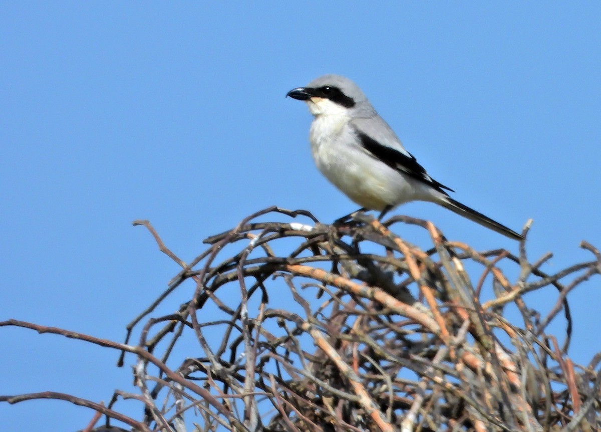 Great Gray Shrike - ML430184741