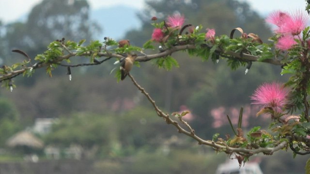 Colibrí de Dupont - ML430187471