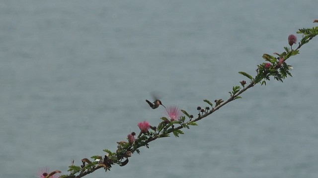 Colibrí de Dupont - ML430187641