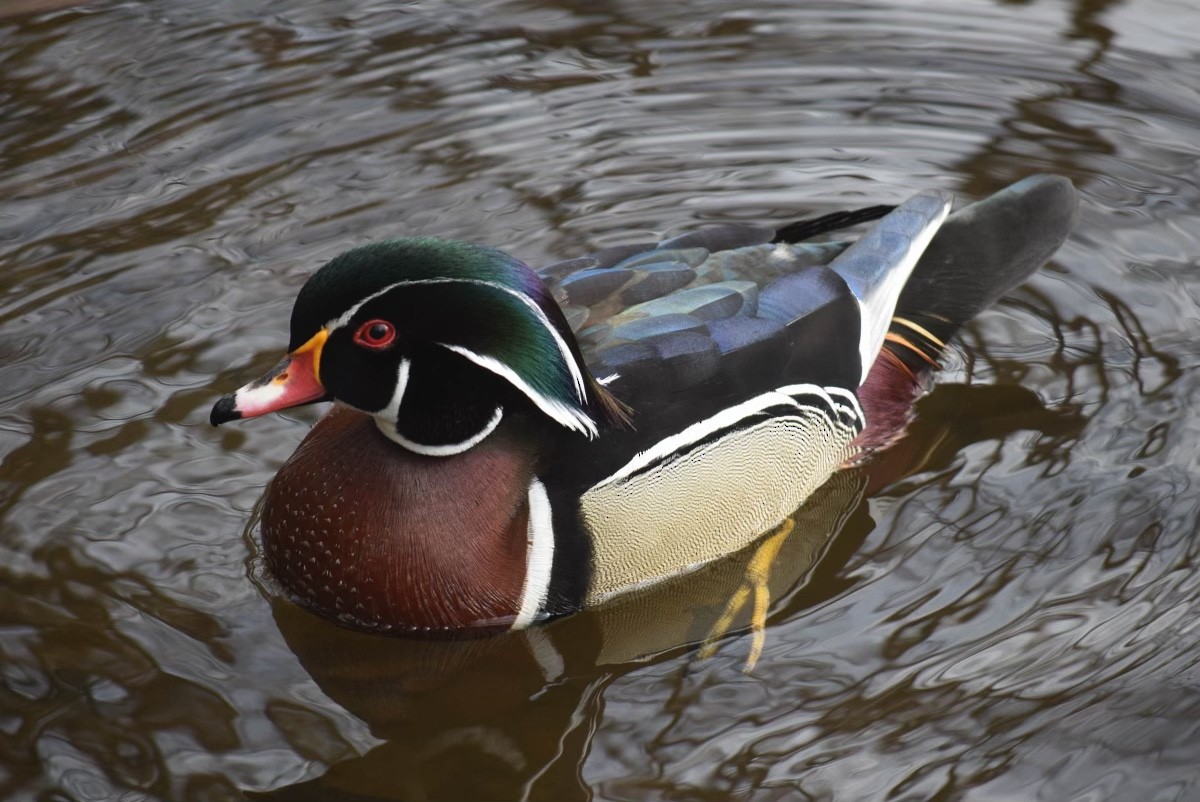 Wood Duck - ML430189351