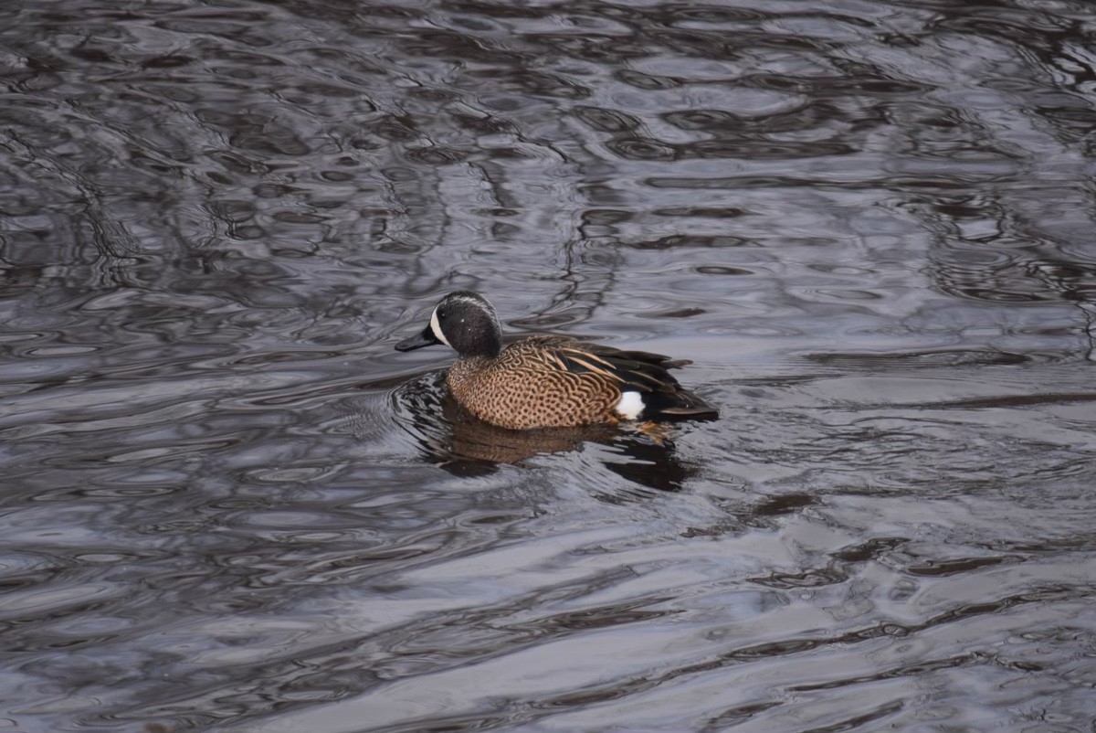 Blue-winged Teal - ML430189361