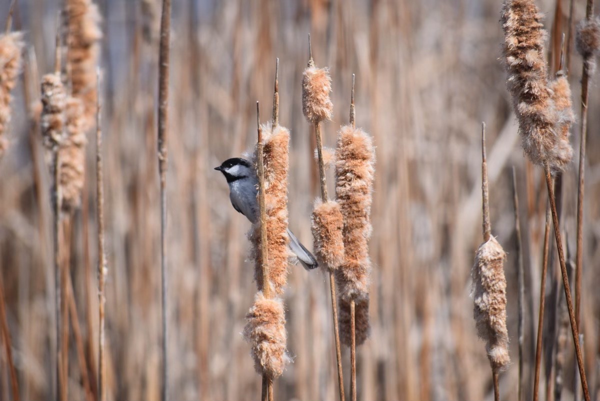 Black-capped Chickadee - ML430189471