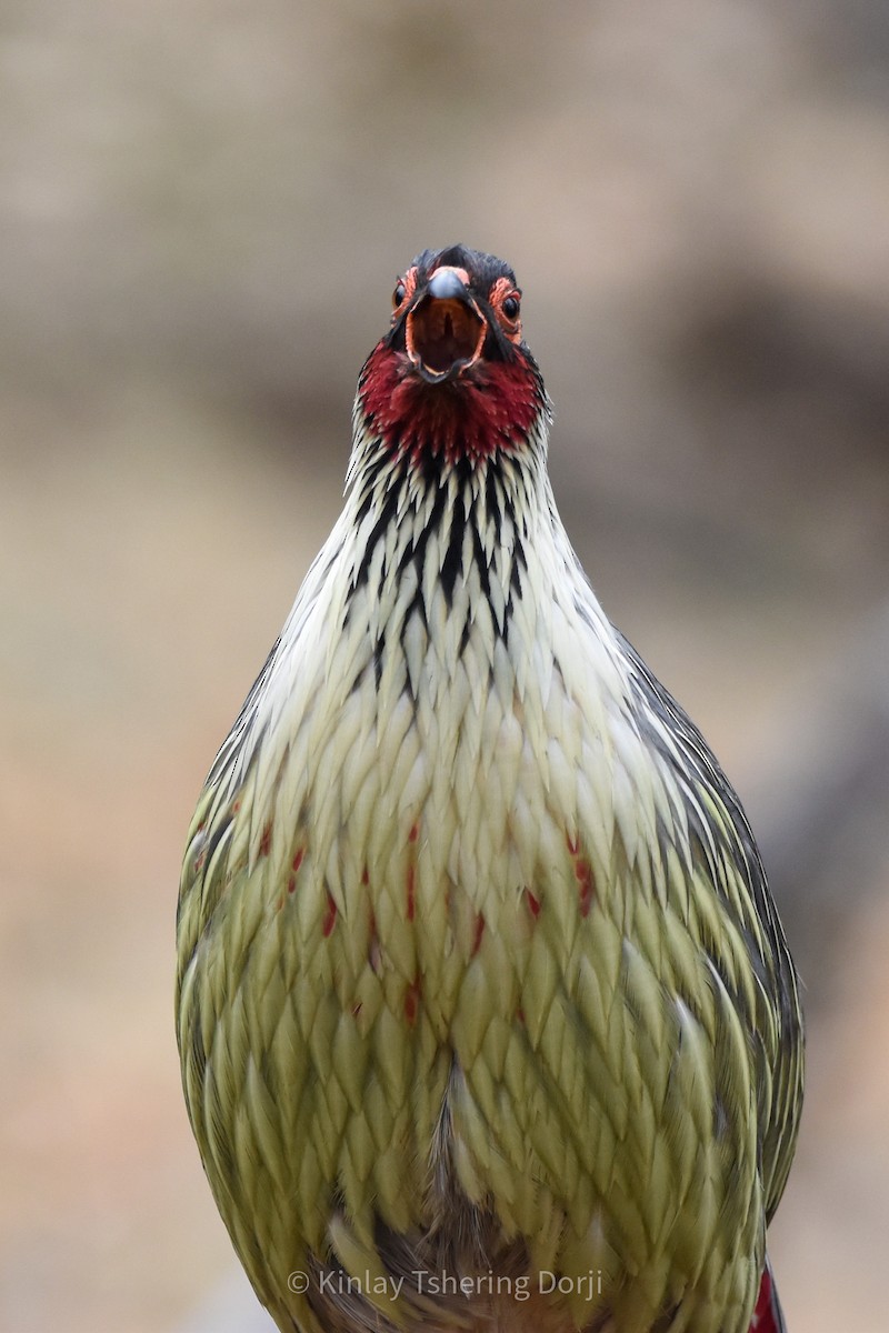 Blood Pheasant - ML430190231