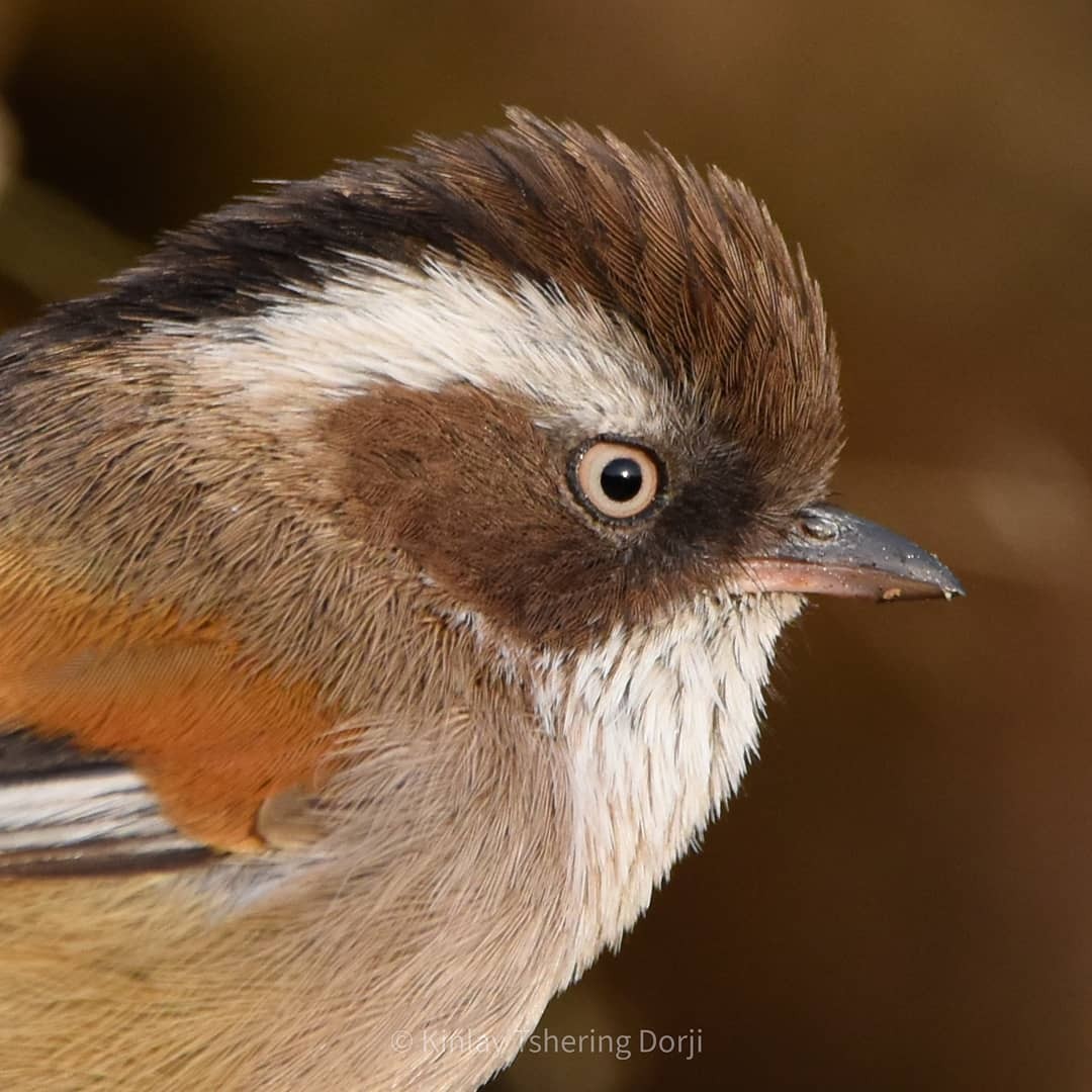 White-browed Fulvetta - ML430190441