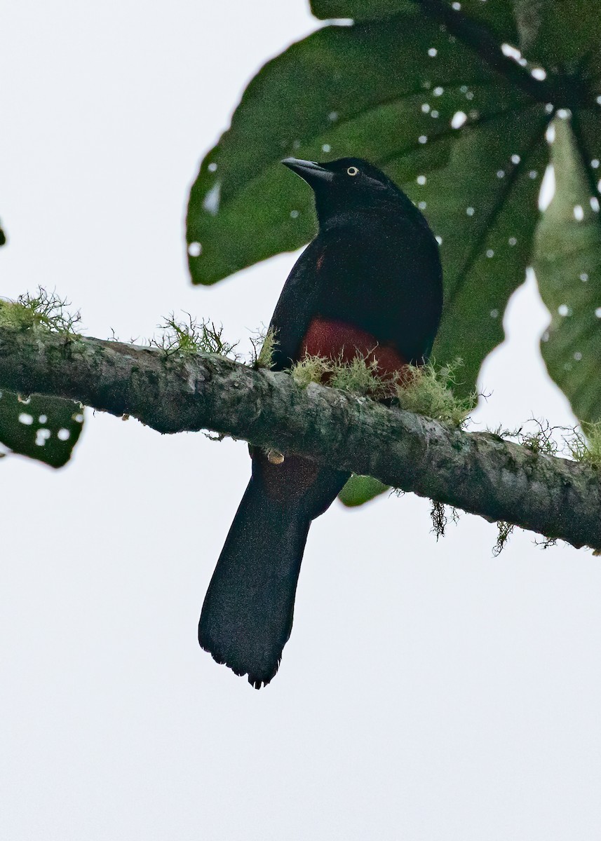 Red-bellied Grackle - ML430190541