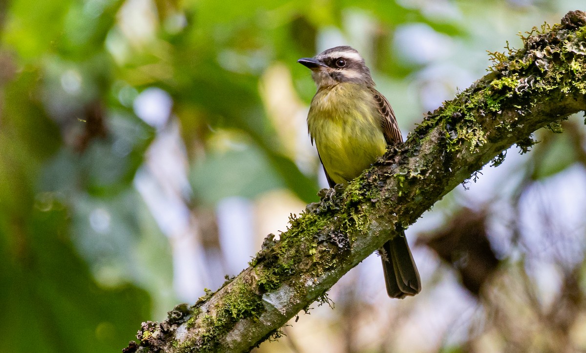 Golden-bellied Flycatcher - ML430190561