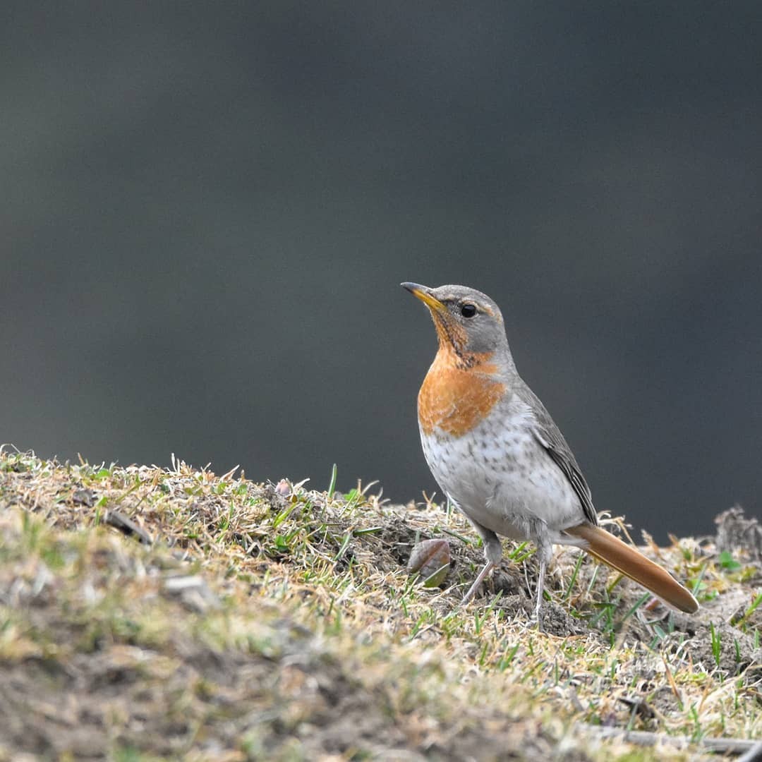 Red-throated Thrush - ML430190661