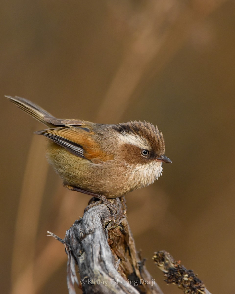 White-browed Fulvetta - ML430190861