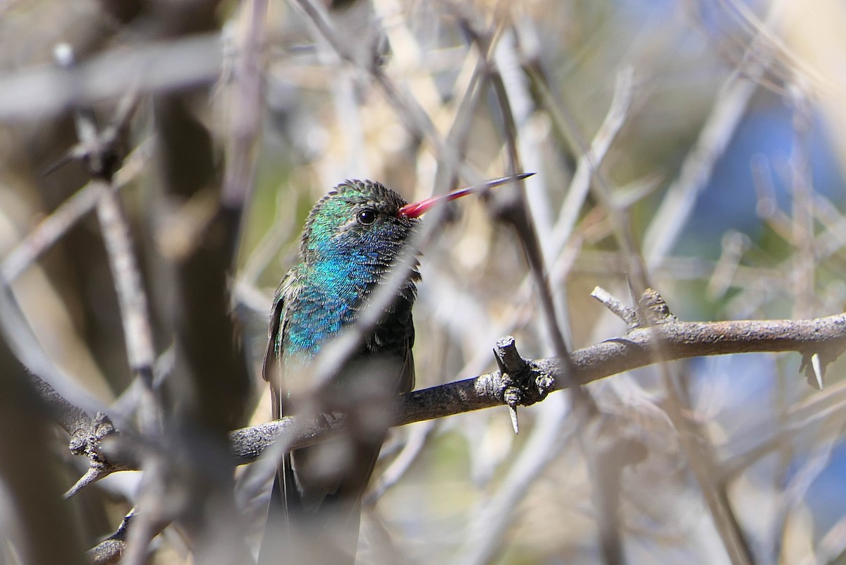 Broad-billed Hummingbird - ML430191731