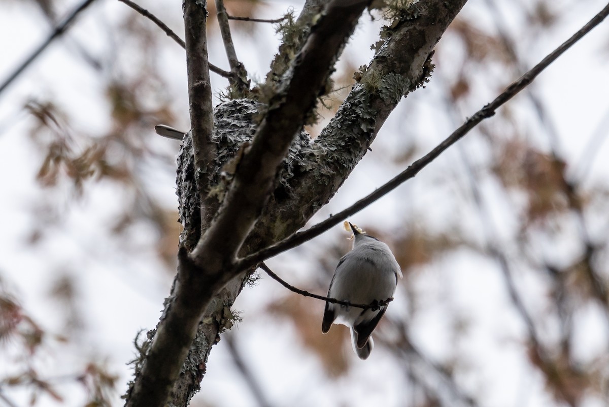 Gobemoucheron gris-bleu - ML430193371