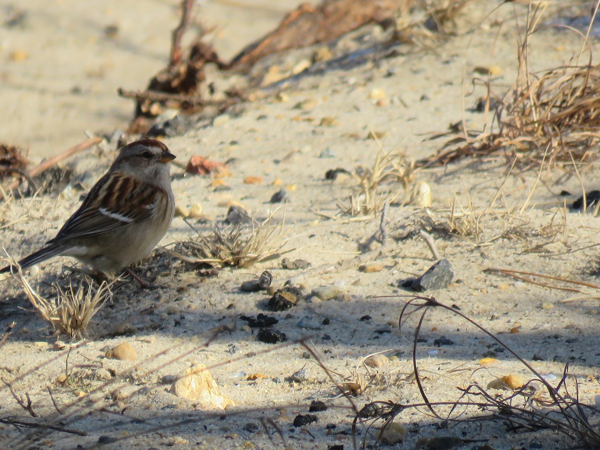 American Tree Sparrow - ML43019361