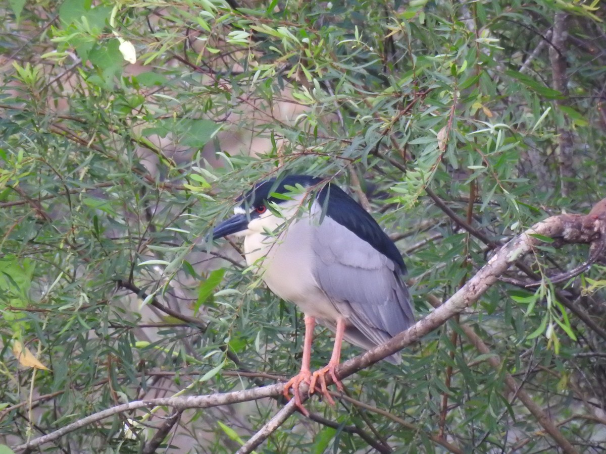 Black-crowned Night Heron - ML430193851