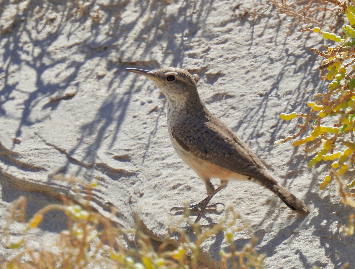 Rock Wren - ML430195851
