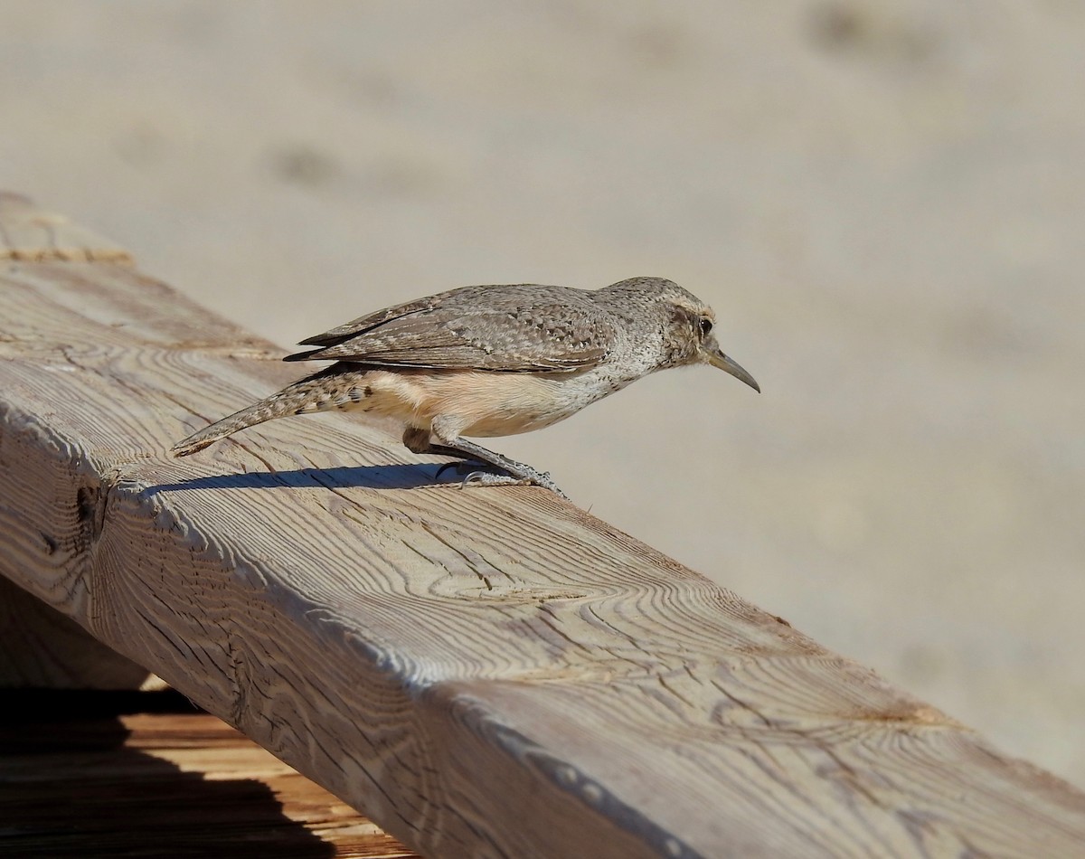 Rock Wren - ML430195941