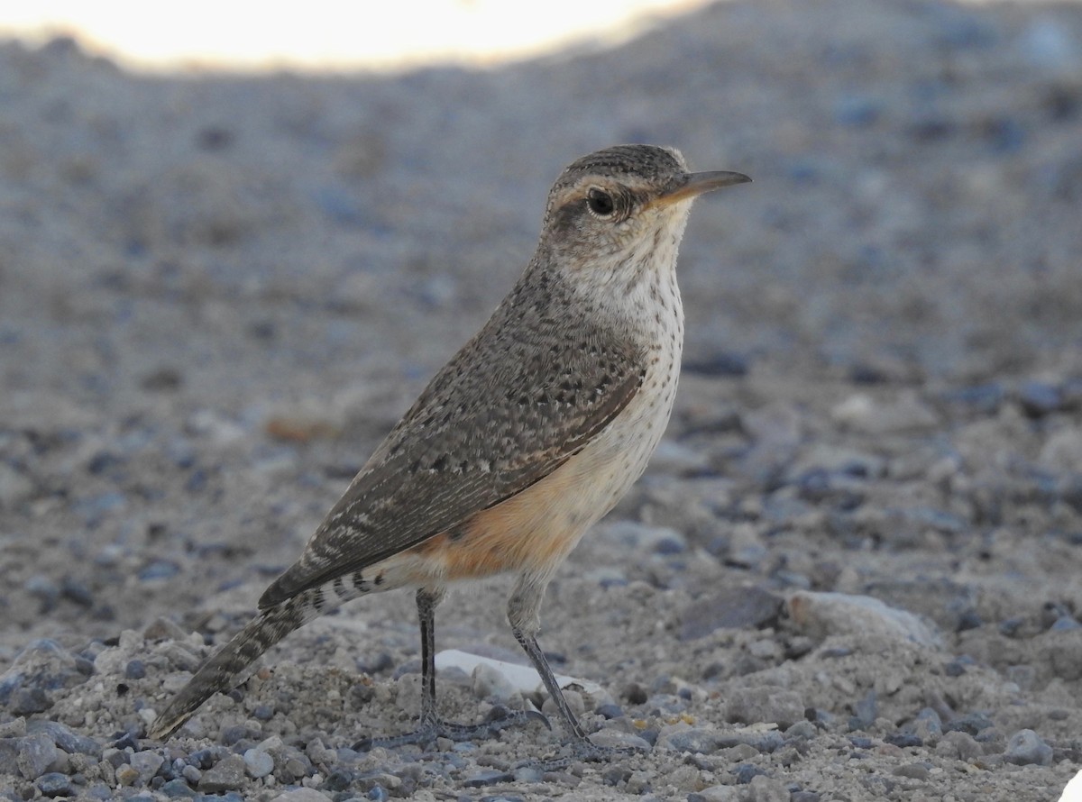 Rock Wren - ML430195961