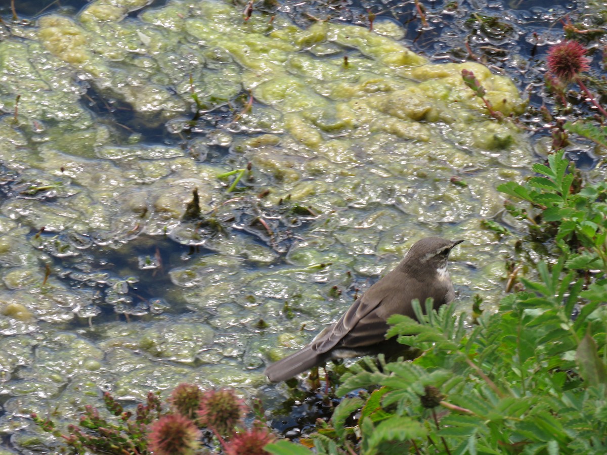 Buff-winged Cinclodes - ML430196021