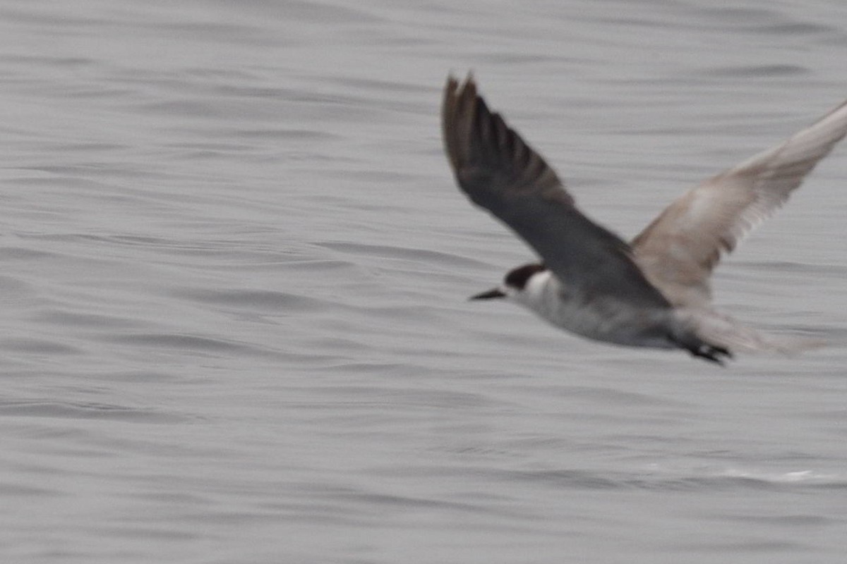 White-cheeked Tern - Shivashankar Manjunatha