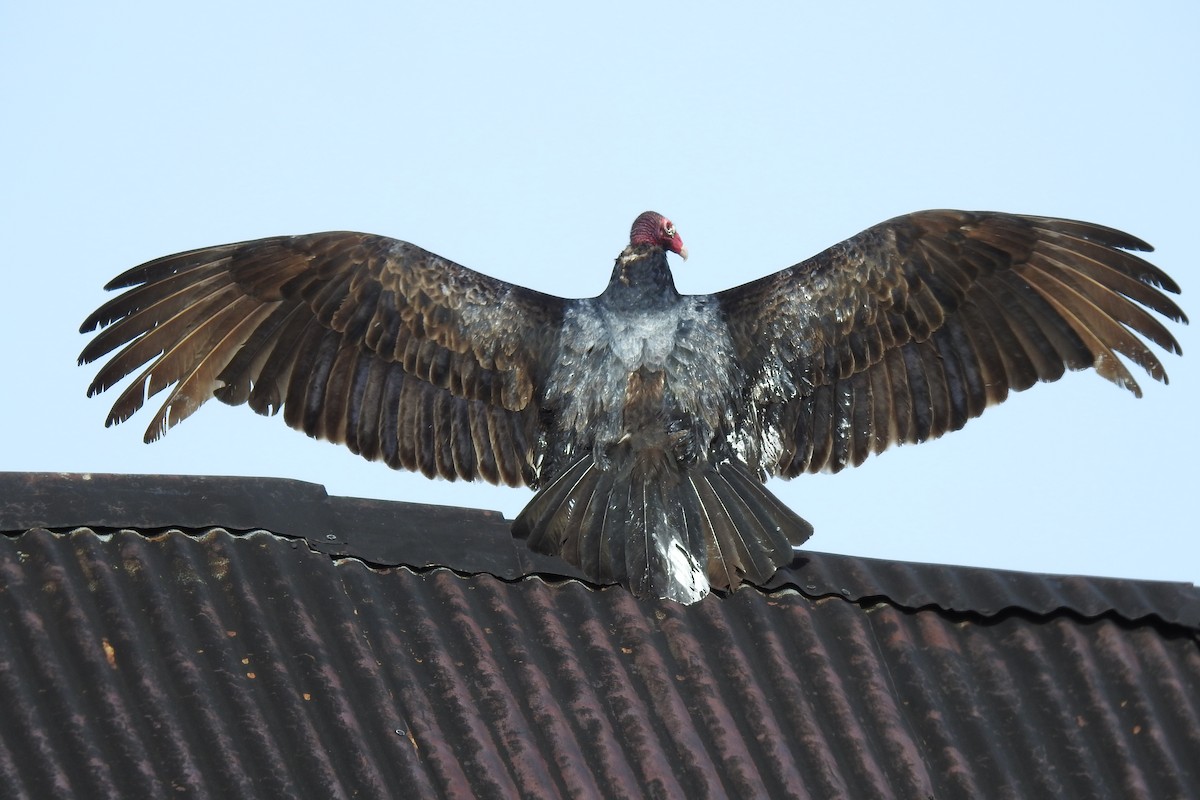 Turkey Vulture - ML430199041