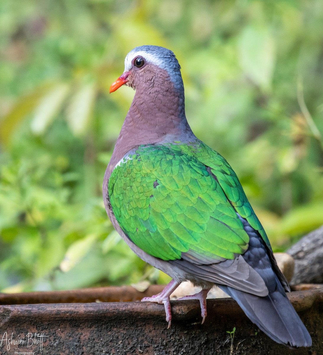 Asian Emerald Dove - ML430202051