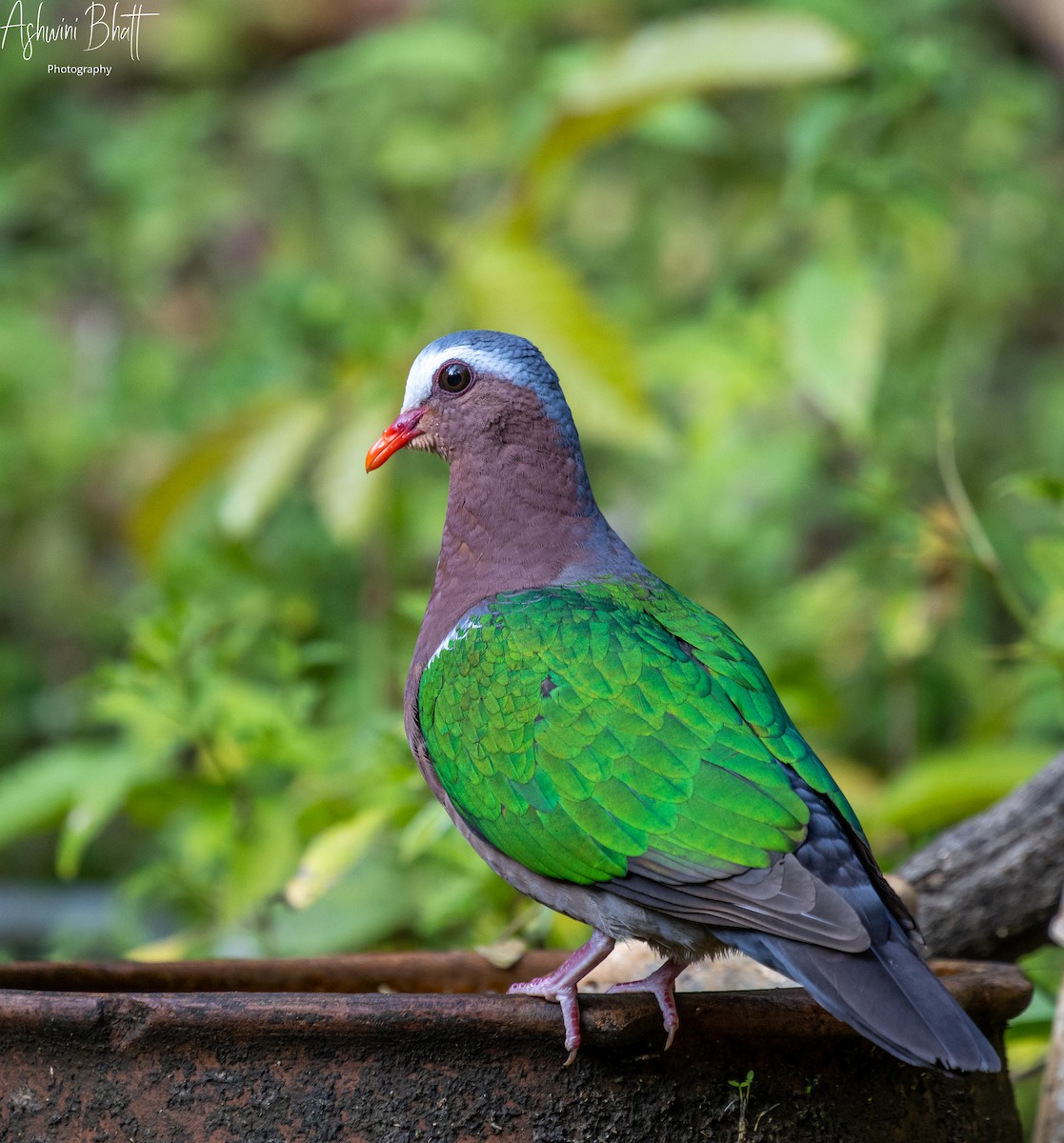 Asian Emerald Dove - ML430202071