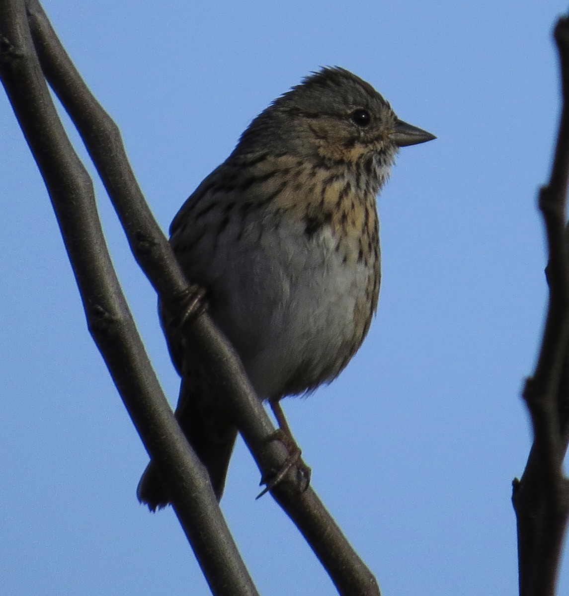 Lincoln's Sparrow - Lora Reynolds