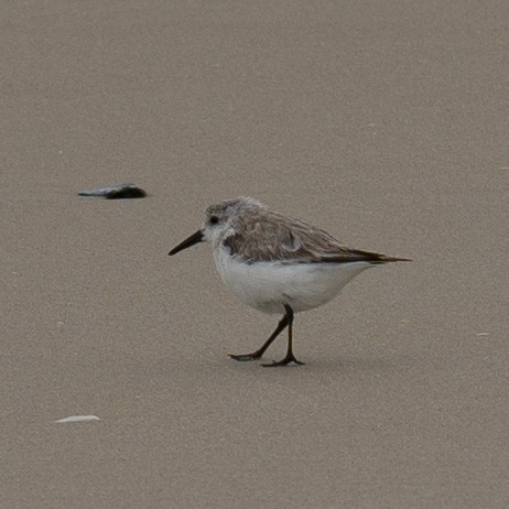 Sanderling - ML430203281