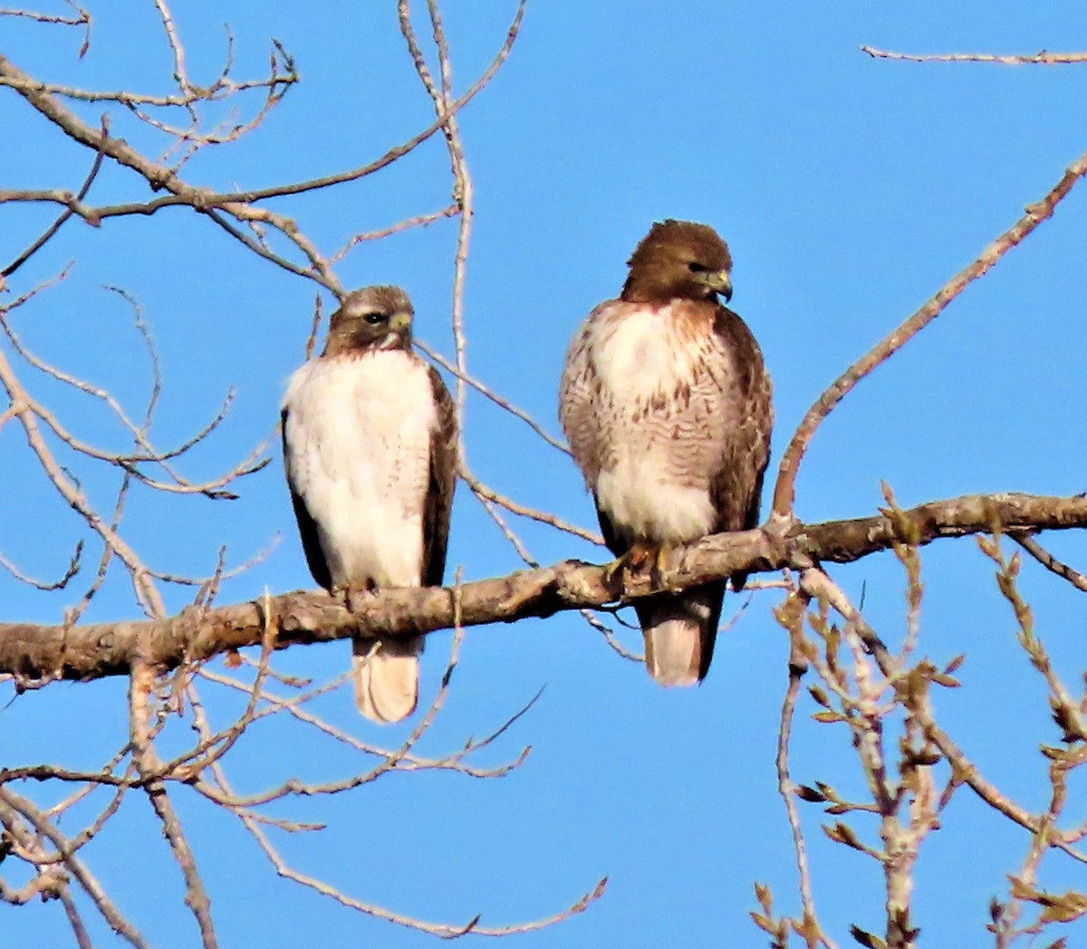 Red-tailed Hawk - ML430205571