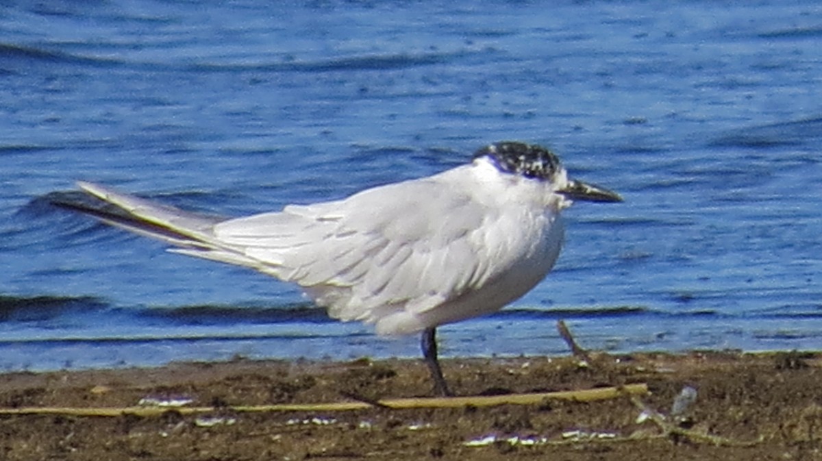 Gull-billed Tern - ML430207451