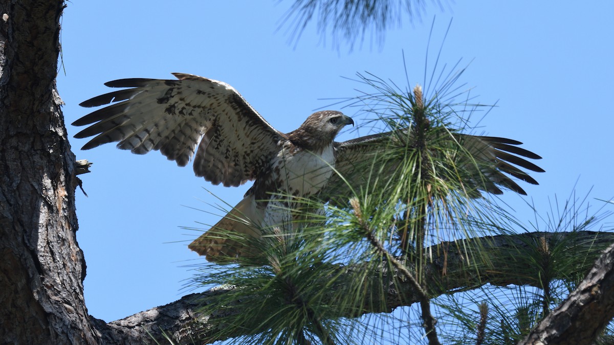 Red-tailed Hawk - ML430208391