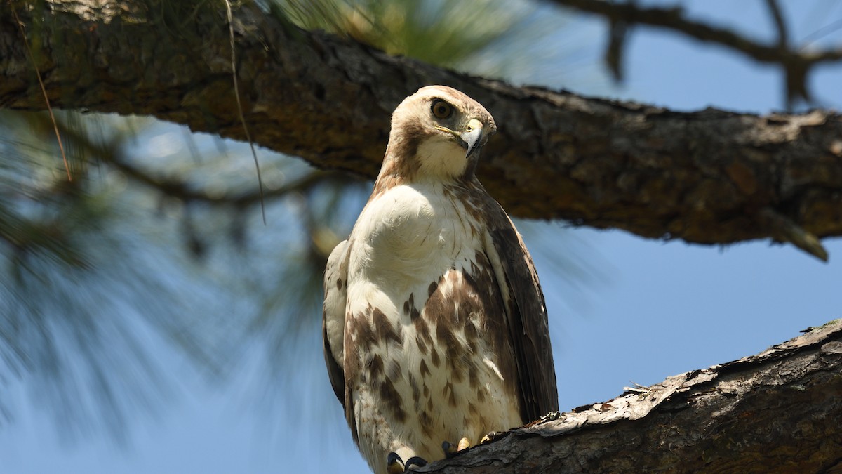 Red-tailed Hawk - ML430208401