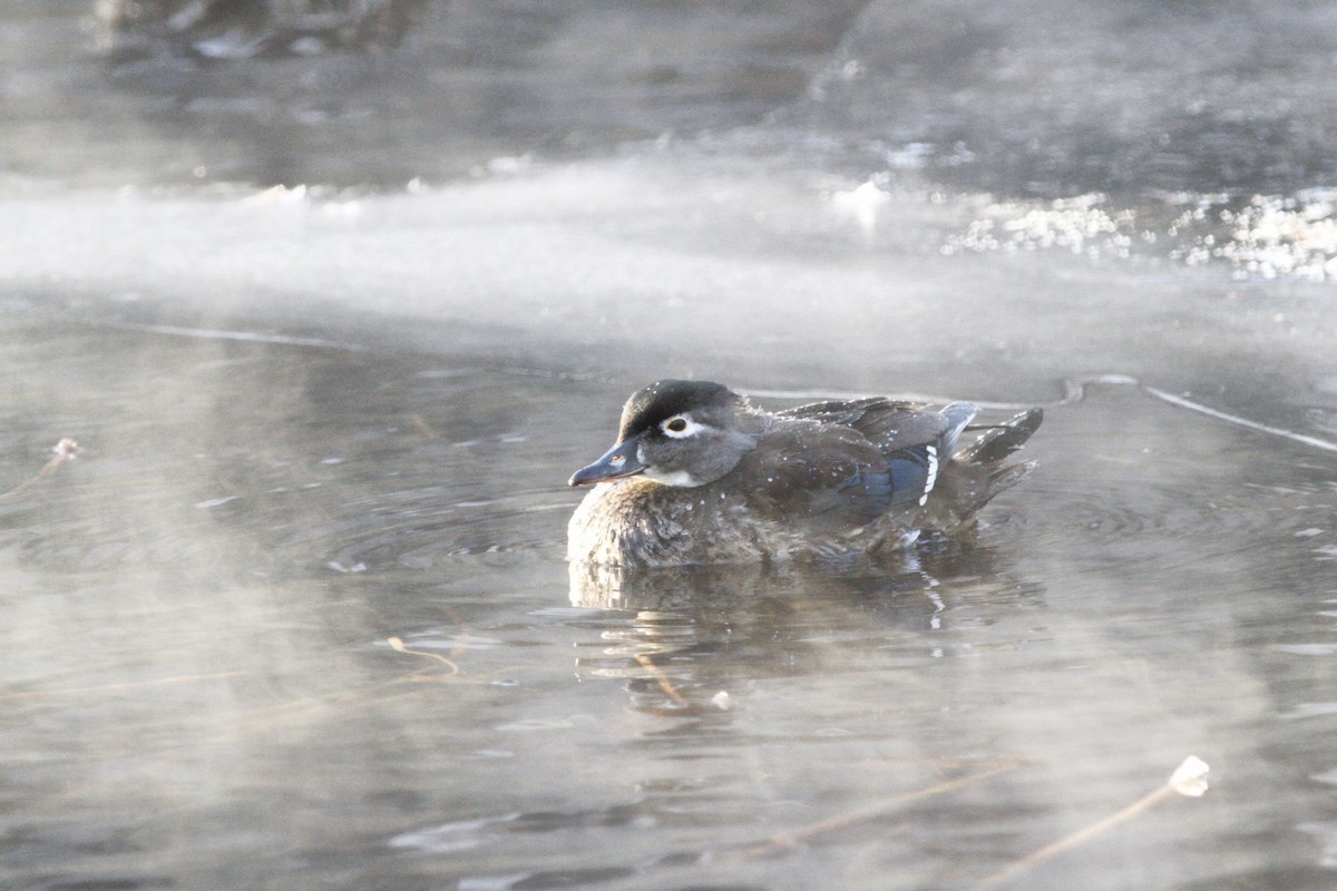 Wood Duck - ML43020921