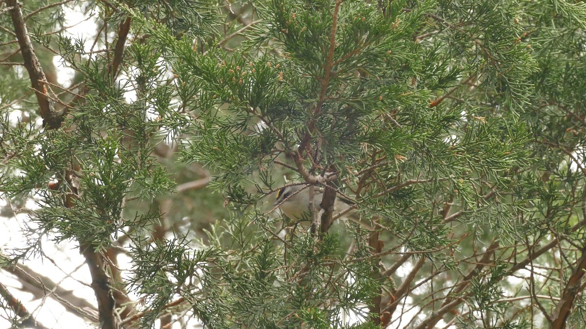 Golden-crowned Kinglet - ML430210031