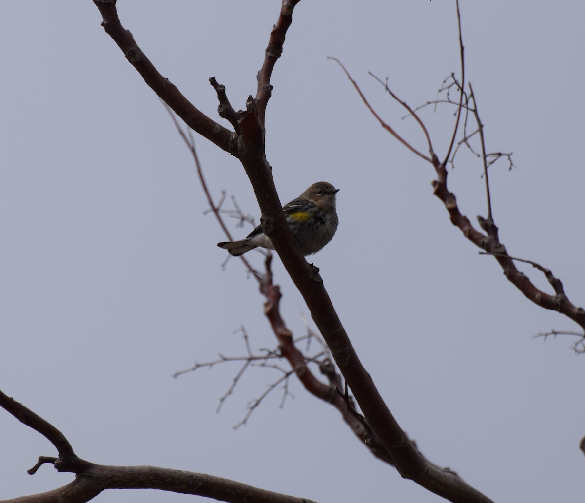 Yellow-rumped Warbler (Myrtle) - ML430211501