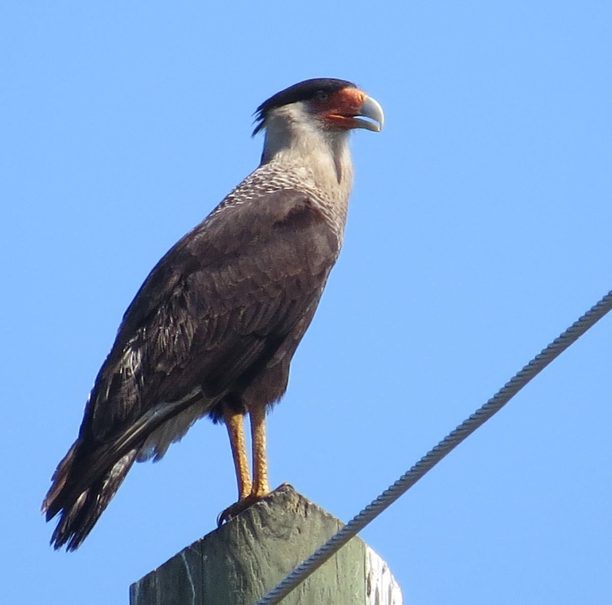 Crested Caracara - ML430212171