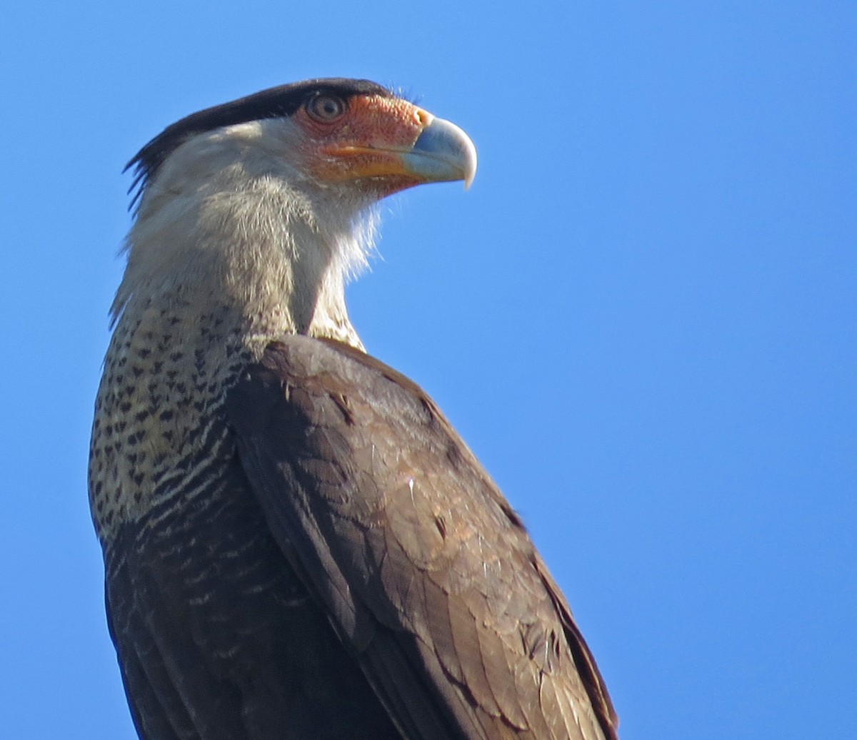 Crested Caracara - ML430212201